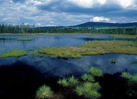 Národní park Bavorský les